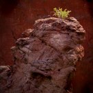 Garden of the gods 1